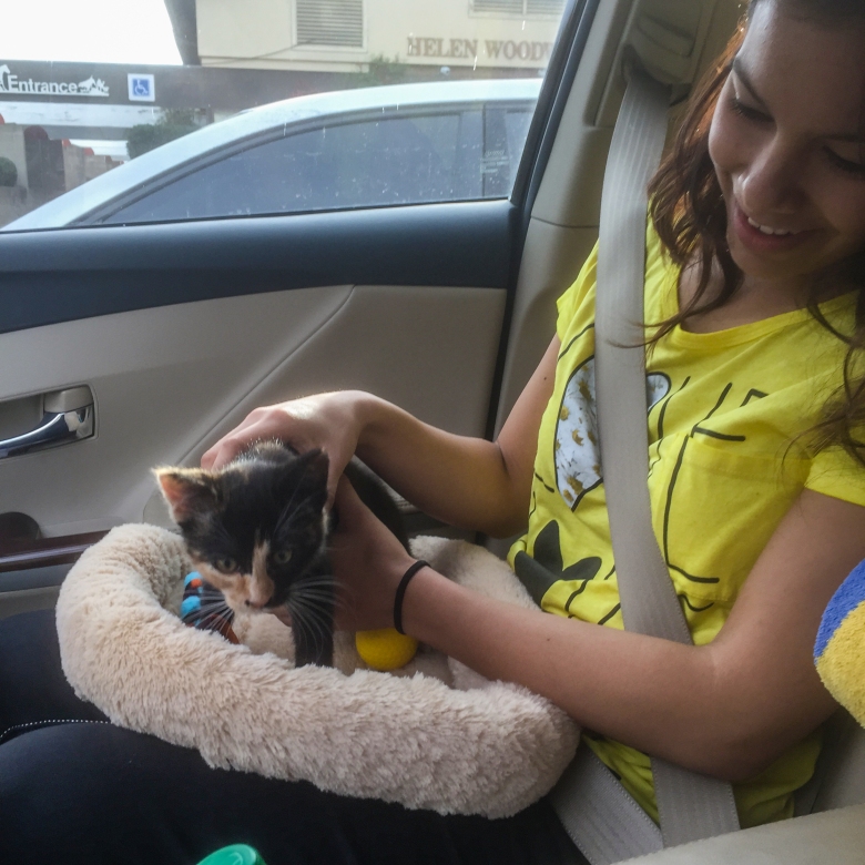In the car with our kitten 